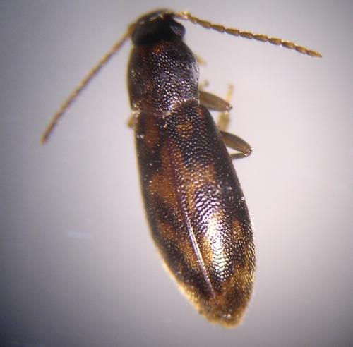 Réf. 94 524 : Marolia variegata