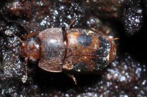 Epuraea ocularis