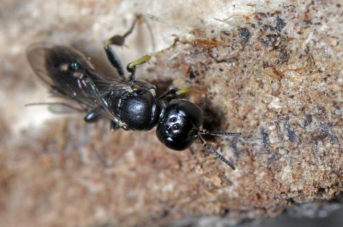 Réf. 94 305 : Crossocerus podagricus