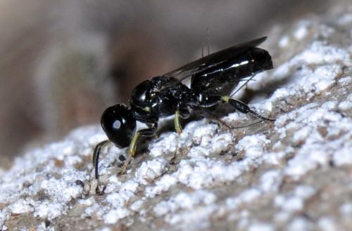 Crossocerus podagricus