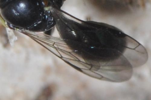 Crossocerus podagricus