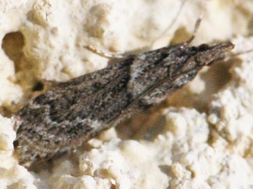 Eudonia angustea