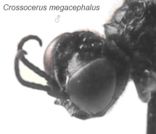 Réf. 94 927 : Crossocerus megacephalus