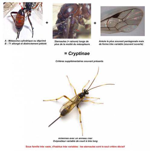 Réf. 94 715 : Cryptinae inconnu