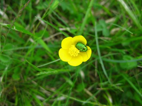 Cryptocephalus sp.