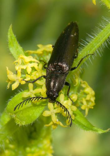 Ctenicera sp.