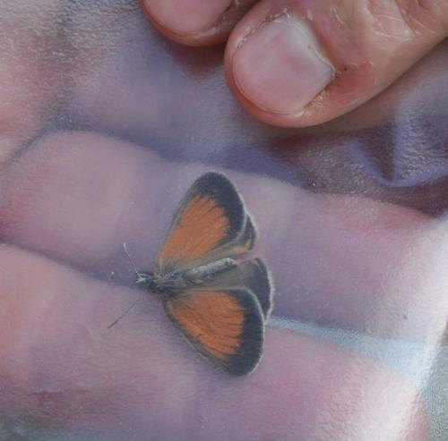 Coenonympha arcania