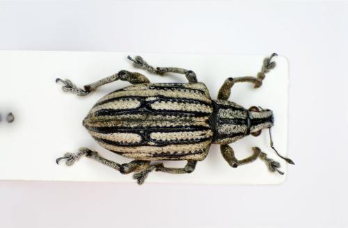 Stigmatrachelus sp.