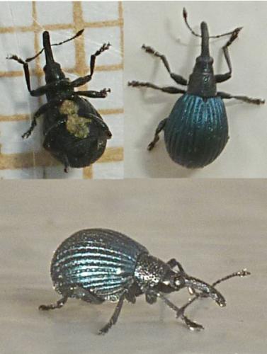 Holotrichapion pisi