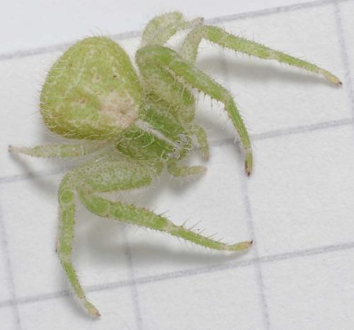 Heriaeus hirtus