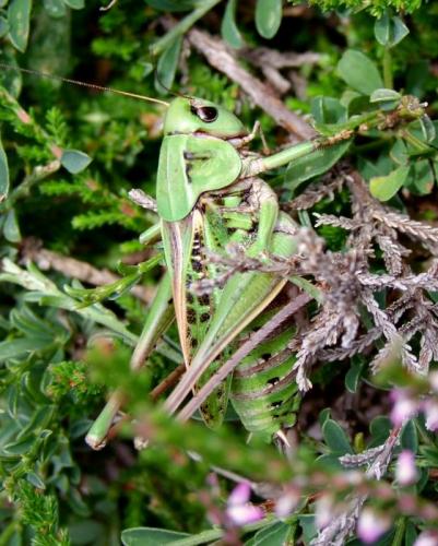 Réf. 94 861 : Decticus verrucivorus verrucivorus