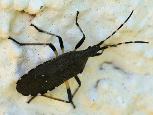 Dicranocephalus agilis