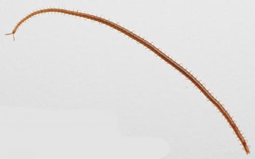 Réf. 94 845 : Dignathodon microcephalus