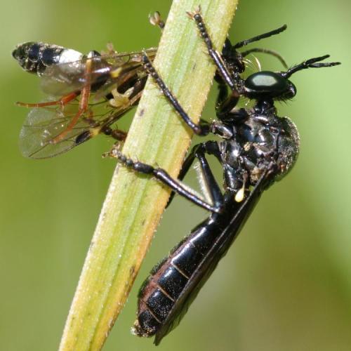 Réf. 94 898 : Dioctria sp.