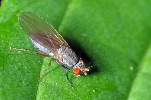 Réf. 94 641 : Trixoscelis sp.
