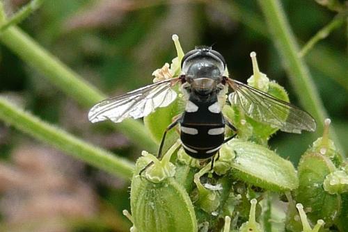 Réf. 94 398 : Melangyna sp.