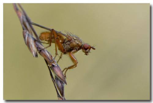 Scathophaga inquinata