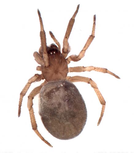 Réf. 94 021 : Enoplognatha thoracica