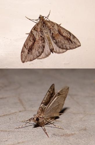Thera cupressata