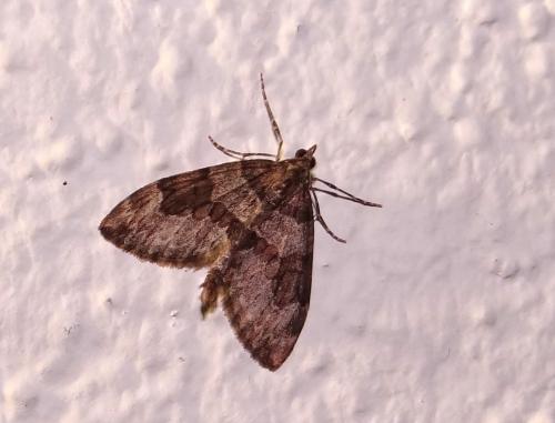 Thera sp.