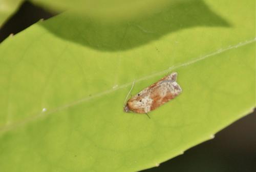 Acleris schalleriana