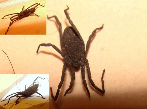 Trogulus cristatus