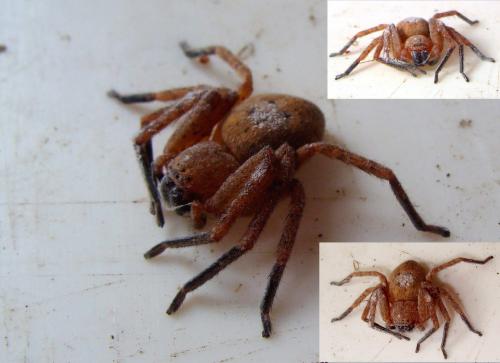 Olios argelasius