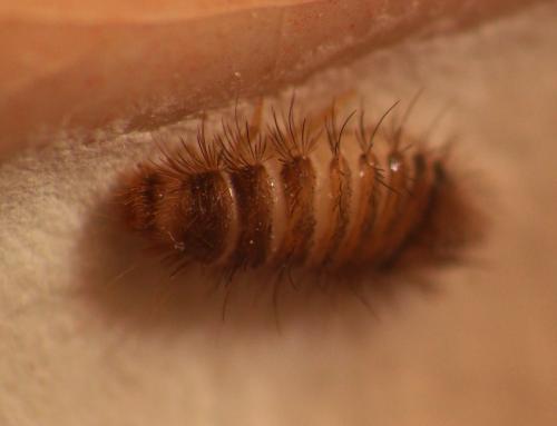 Anthrenus sp.