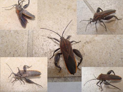 Physomerus grossipes