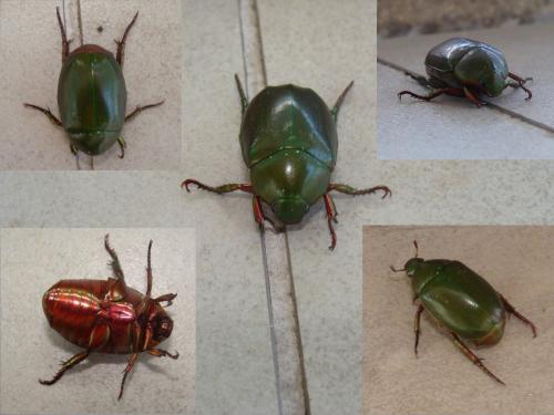 Anomala sp.