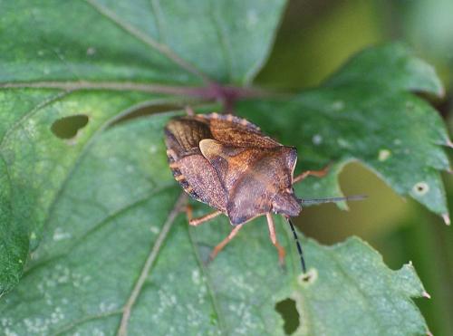 Carpocoris purpureipennis