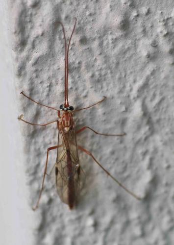 Réf. 94 040 : Ophion sp.