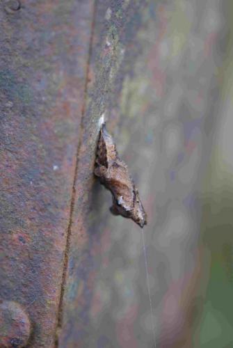 Polygonia c-album