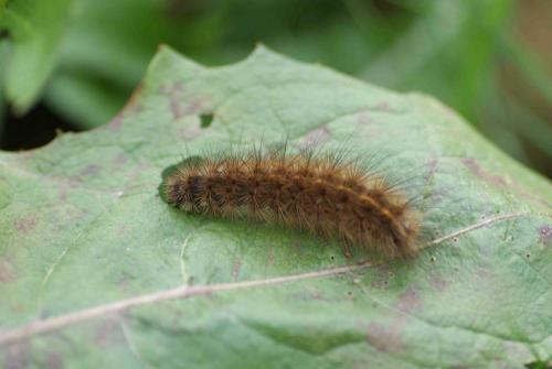 Phragmatobia fuliginosa