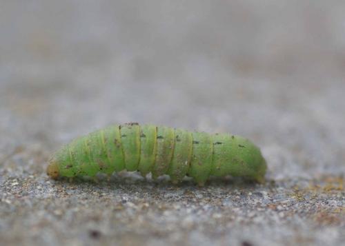 Noctua pronuba