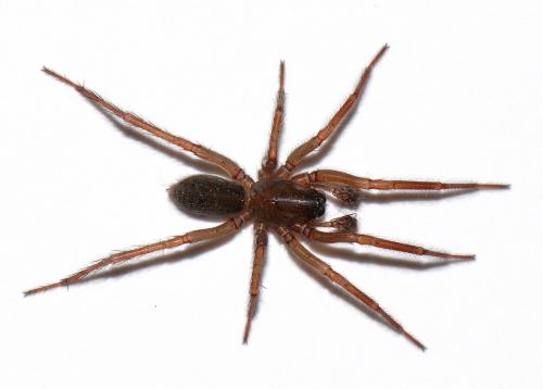 Iwogumoa dicranata