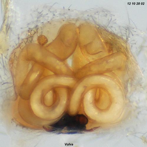 Iwogumoa dicranata
