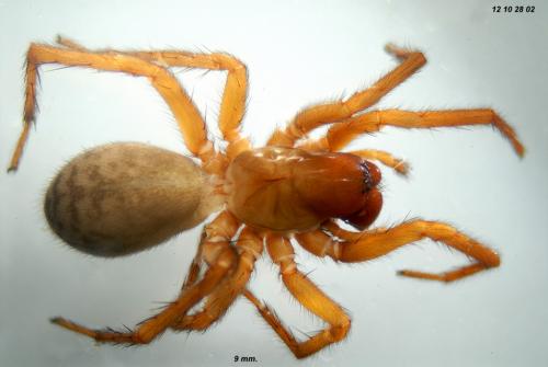 Iwogumoa dicranata