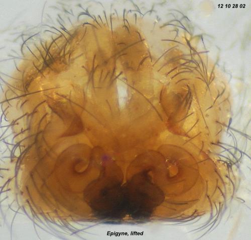 Iwogumoa dicranata