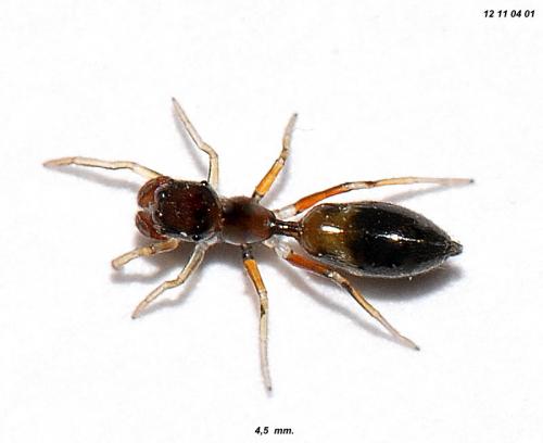 Myrmarachne sp.