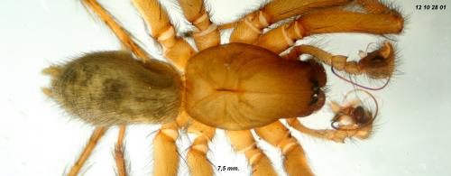 Iwogumoa dicranata
