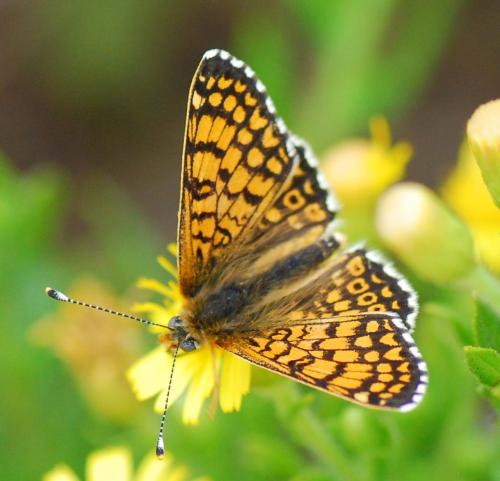 Réf. 94 152 : Melitaea cinxia