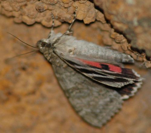 Réf. 94 187 : Catocala nupta