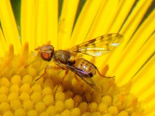 Myopites apicatus