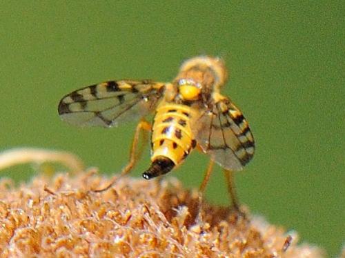 Myopites apicatus