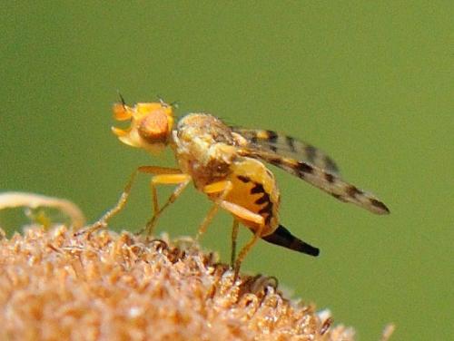 Myopites apicatus