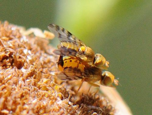 Myopites apicatus