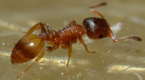 Réf. 94 348 : Temnothorax sp.