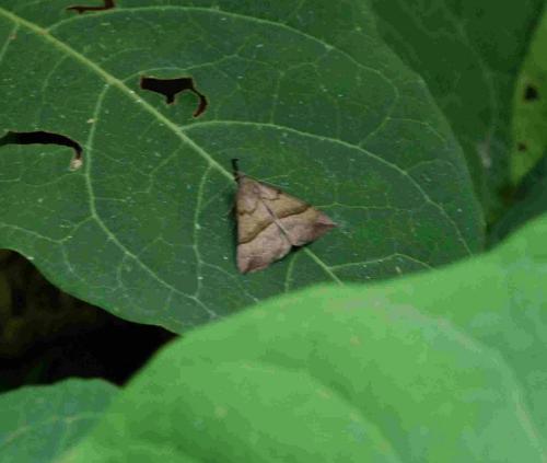 Réf. 94 537 : Hypena proboscidalis