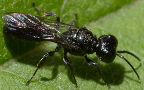 Réf. 94 870 : Crossocerus megacephalus